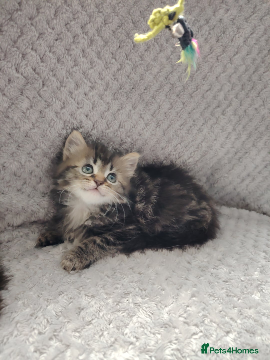 Norwegian Forest Cat cats for sale: Norwegian Forest kittens  - Image 8