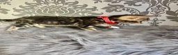 Bengal cats for sale: Bengal kittens🐾 - Advert 10