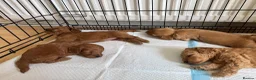 Cockapoo dogs for sale: F1b cockapoo  - Advert 3