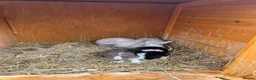 Mini Lion Lop rabbits for sale: Late summer babies  - Advert 4