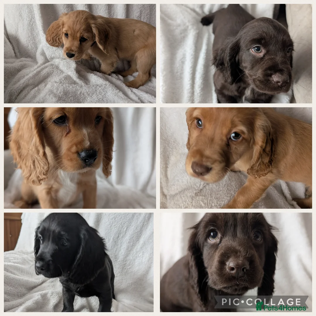 Cocker Spaniel dogs for sale: Cockerspaniel puppies ready soon! - Advert 2