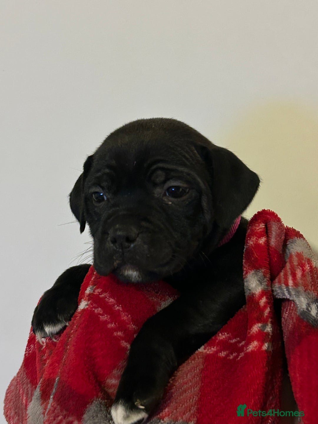 Staffordshire Bull Terrier dogs for sale: Beautiful litter of staff pups for sale  - Advert 6