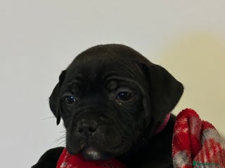 Staffordshire Bull Terrier dogs Beautiful litter of staff pups for sale - Advert 12