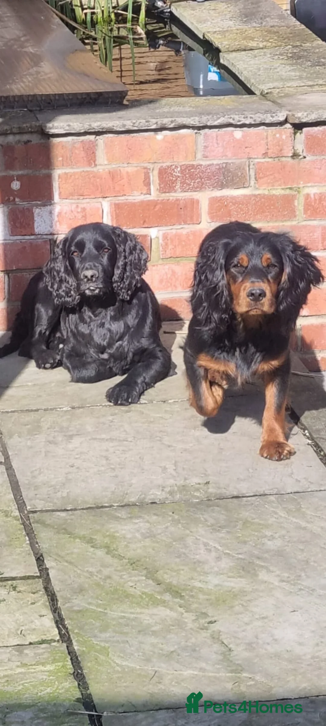 Cocker Spaniel dogs for sale: 12 month old male cocker spaniel in Pontefract - Advert 2