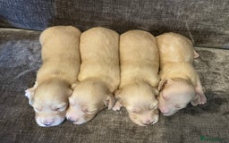 Miniature Dachshund dogs for sale: Long Haired Cream Miniature Dachshund - Image 4