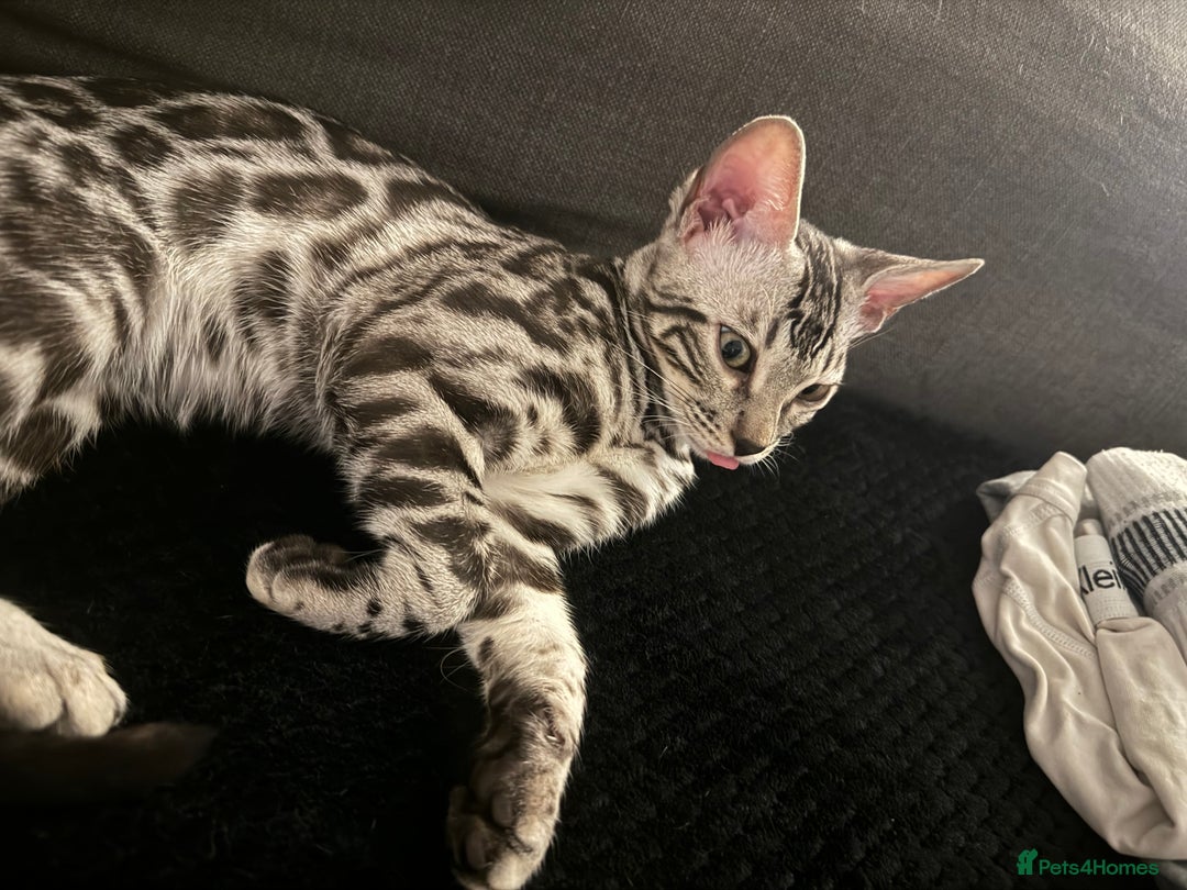 Bengal cats for sale: Silver rosetted Bengal🐆❤️ - Image 4