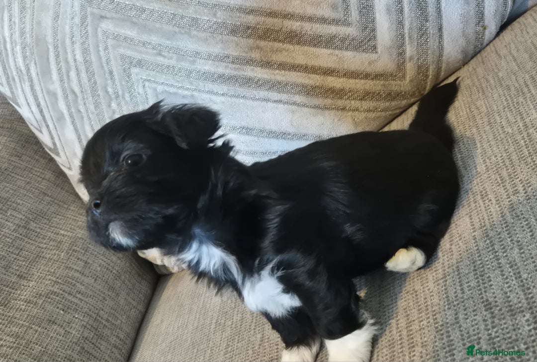Lhasa Apso dogs for sale: Lhaso Apso Puppies  - Image 32