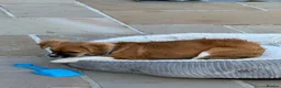 Mixed Breed dogs for sale: Beau  in Llanelli - Advert 2