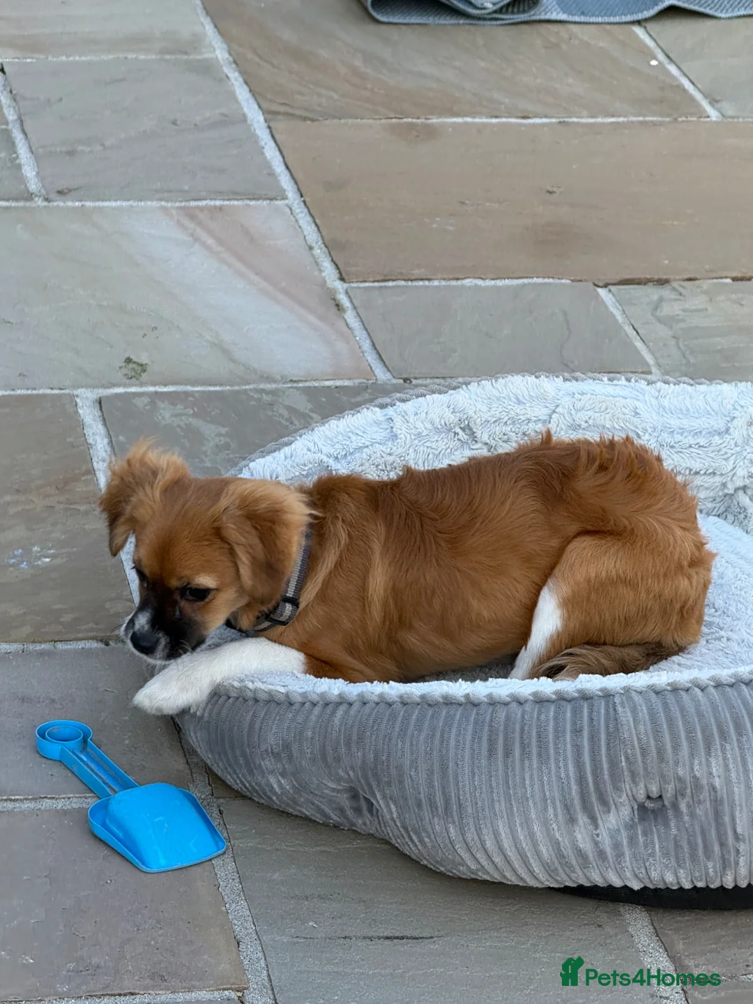 Mixed Breed dogs for sale: Beau  in Llanelli - Advert 2