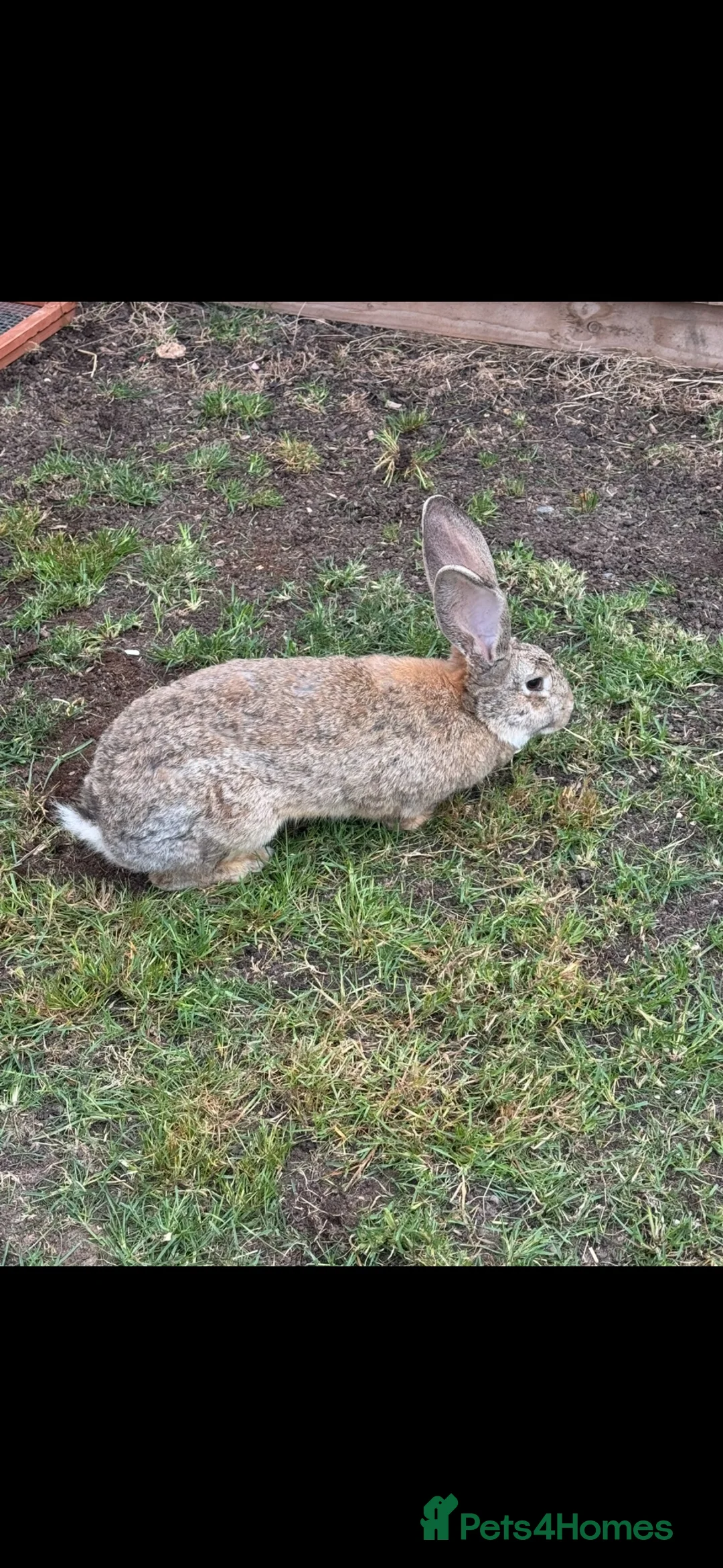 Continental Giant rabbits for sale: 2 x continental  Giant does for sale  - Advert 2