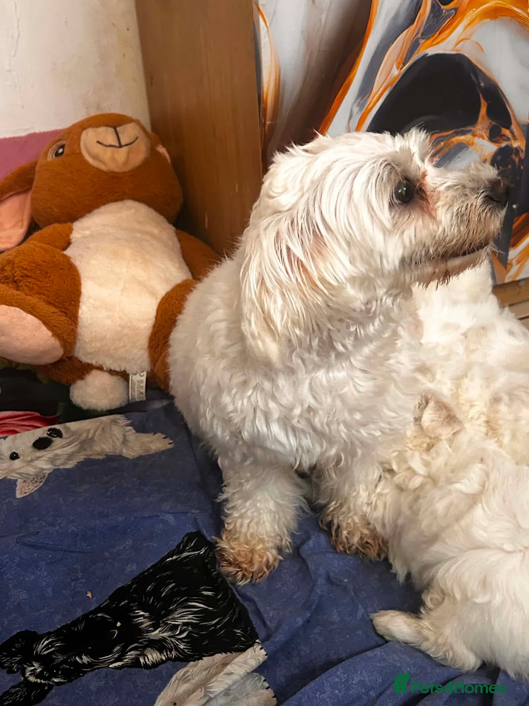 Maltese dogs for sale: Maltese puppies in Wellingborough - Advert 2