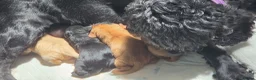 Cockapoo dogs for sale: ❤️Gorgeous Female Cockerpoo Puppies 🐶  - Advert 5