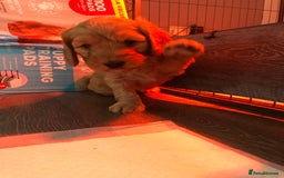 Cockapoo dogs for sale: Stunning cockapoo boys for sale  - Image 12
