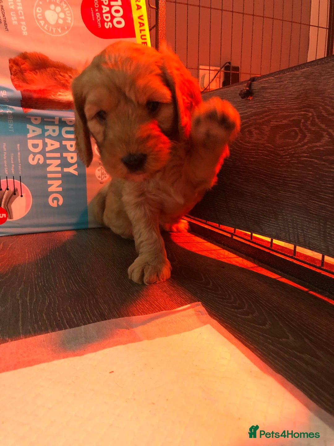 Cockapoo dogs for sale: Stunning cockapoo boys for sale  - Image 12