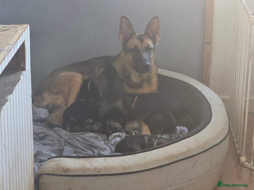German Shepherd dogs for sale: 9 beautiful working line german shepherd puppies  - Advert 1