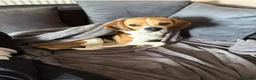 Beagle dogs for sale: 🐾 Rehoming our beloved Beagles Bella and Bentley - Advert 5