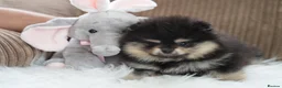 Pomeranian dogs for sale: KC Registered Boys and Girls - Advert 3