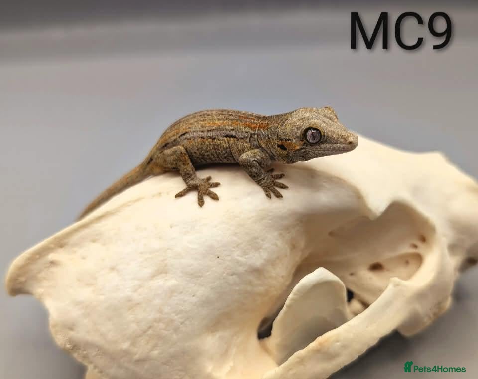 Gecko reptiles Red and orange striped gargoyle gecko  - Advert 1