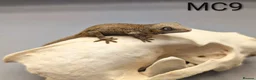 Gecko reptiles for sale: Red and orange striped gargoyle gecko  - Advert 1