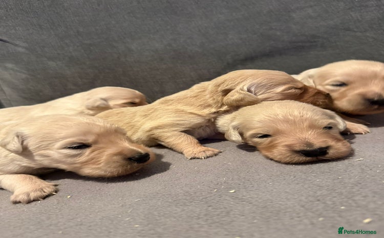 Golden Retriever dogs - Advert 4