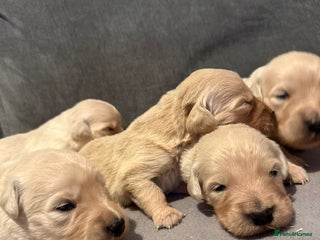 Golden Retriever dogs - Advert 2