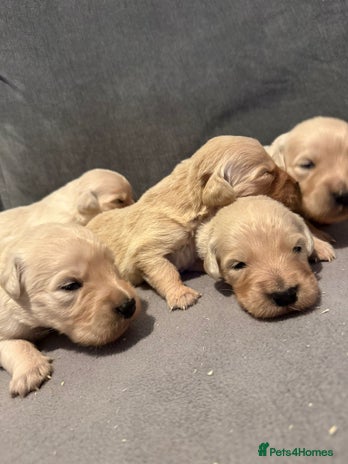 Golden Retriever dogs - Advert 4