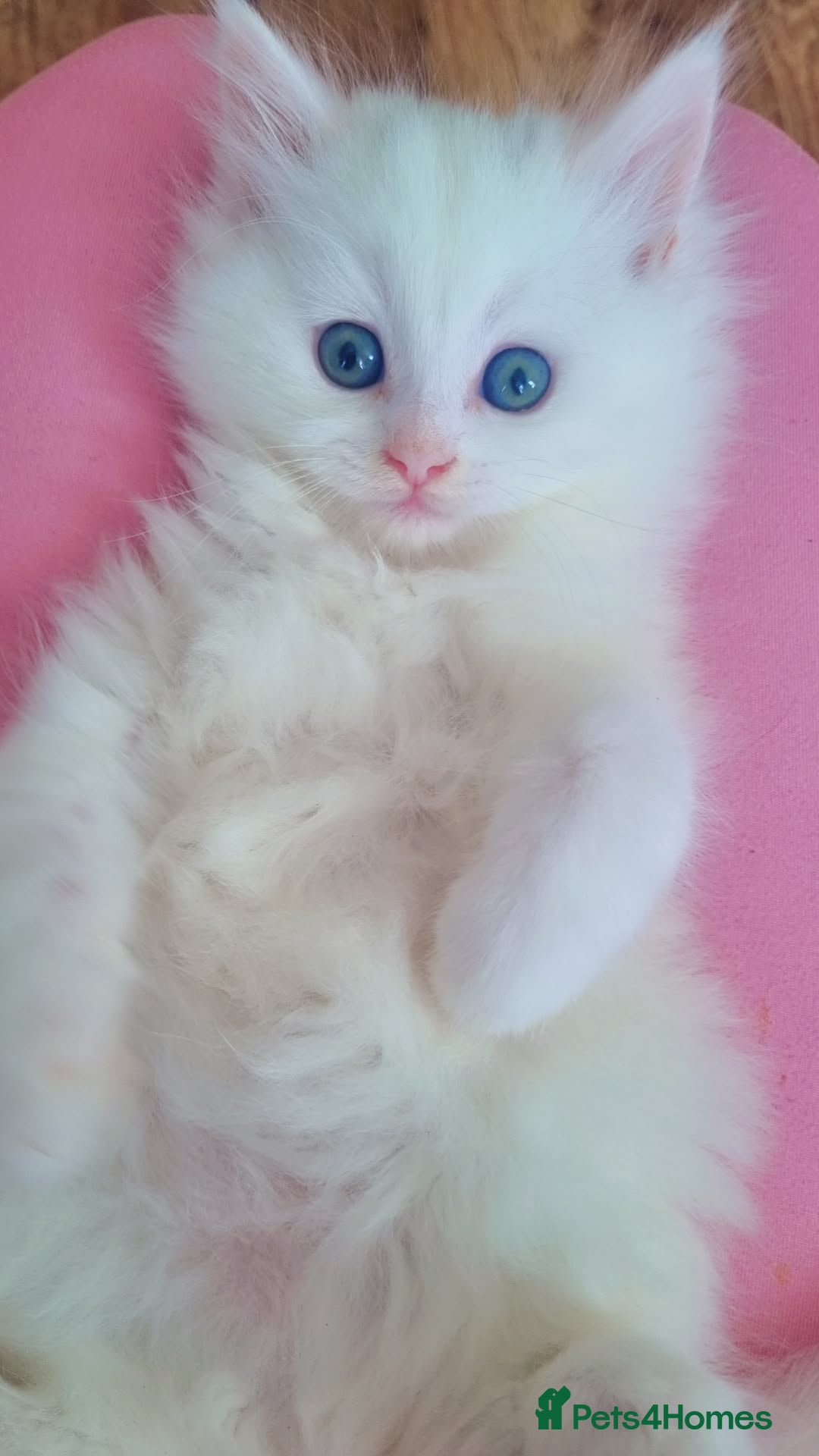 British Longhair cats Kitten&British long hair and persian - Advert 11