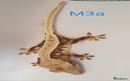 Gecko reptiles for sale: Juvenile Crested Geckos - Image 36