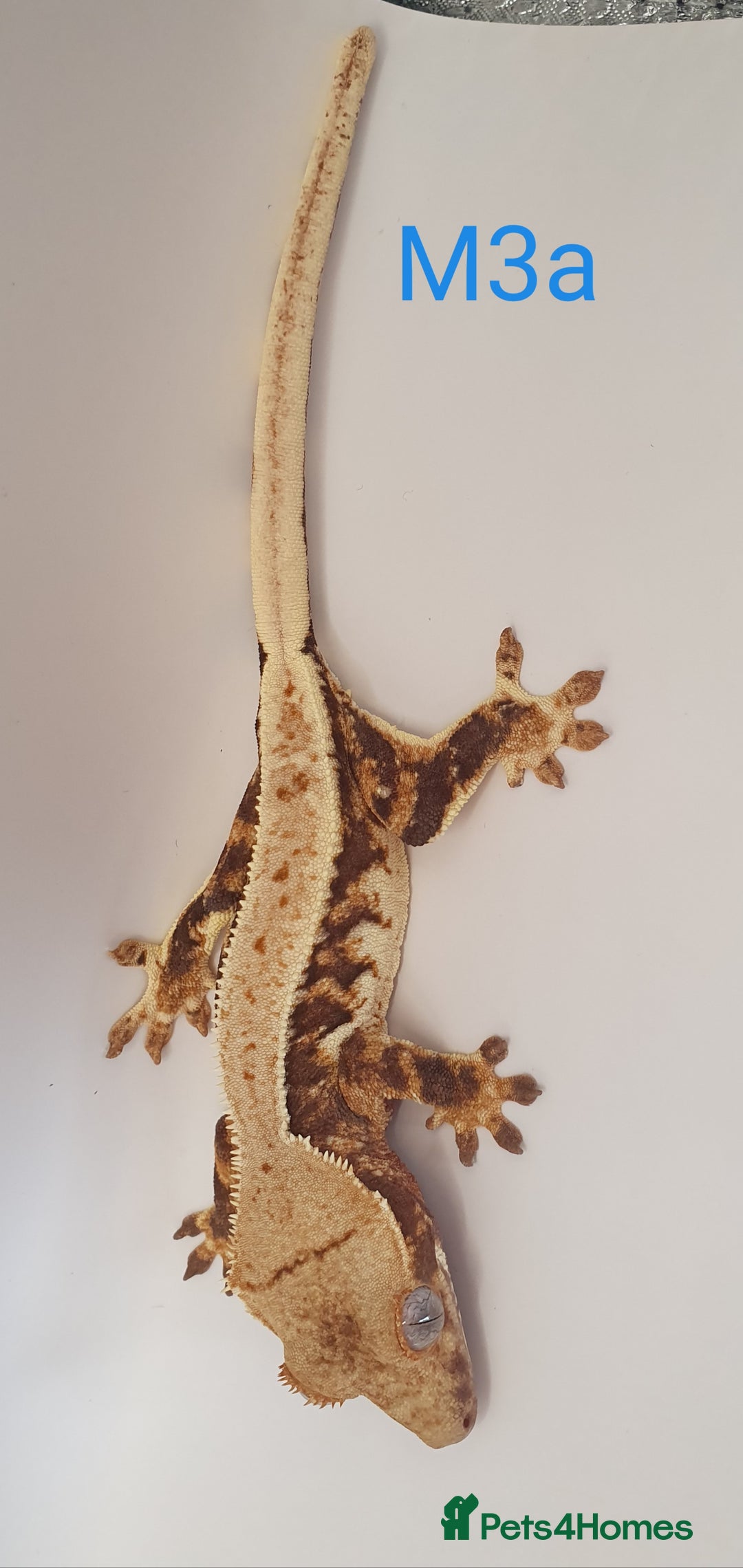 Gecko reptiles for sale: Juvenile Crested Geckos - Image 36