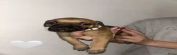 Mixed Breed dogs for sale: Bull lurchers in Leek - Advert 24