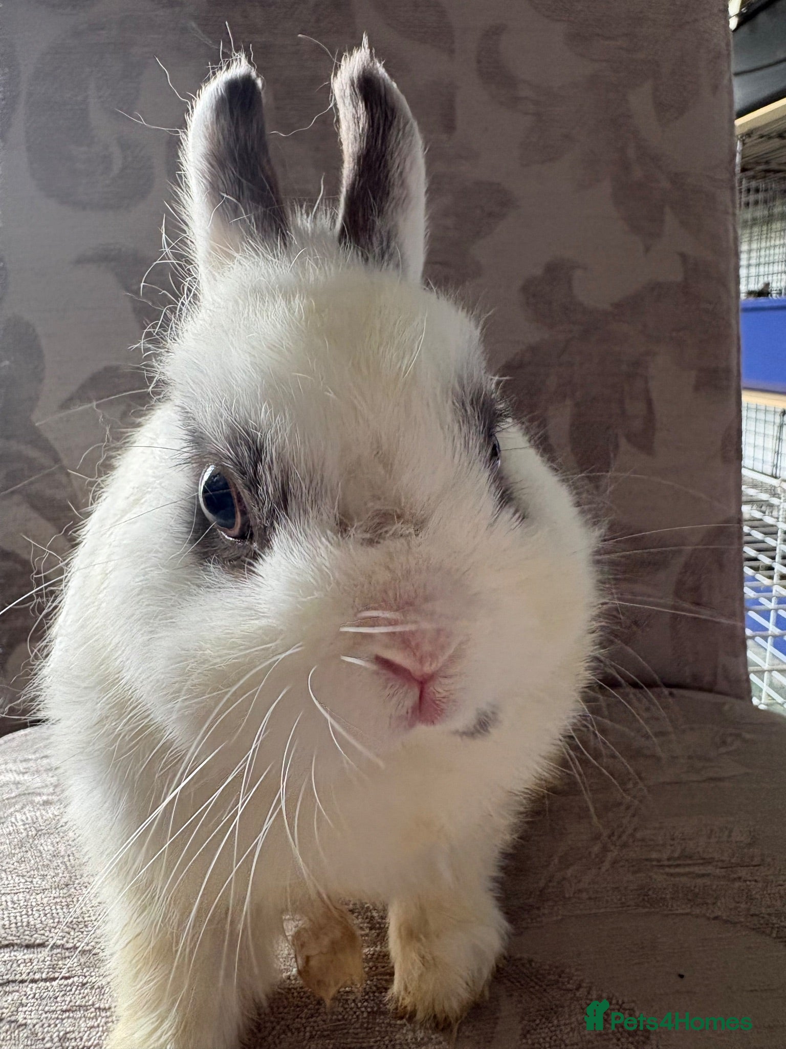 Netherland Dwarf rabbits Netherland Dwarf Buck Free to a good home  - Advert 1