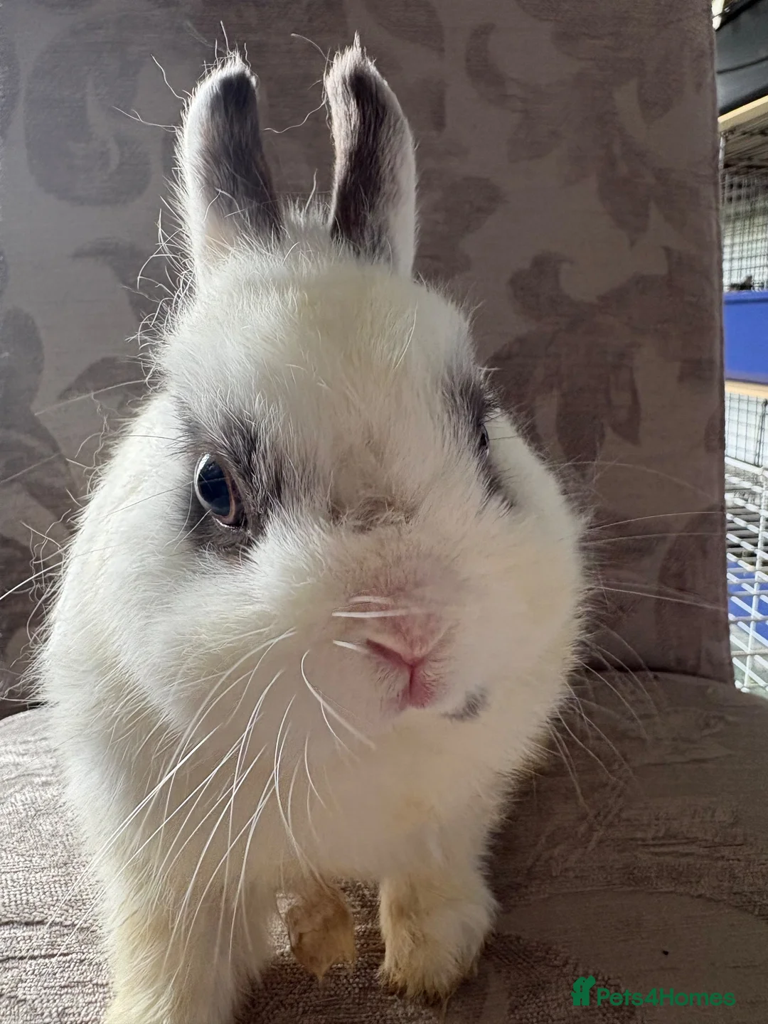 Netherland Dwarf rabbits for sale: Netherland Dwarf Buck Free to a good home  - Advert 1