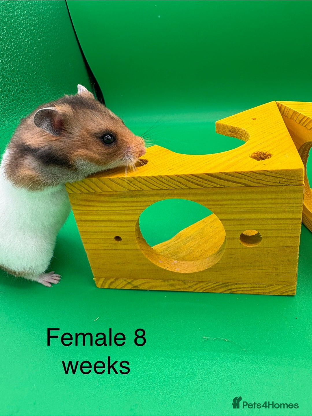 Hamster rodents for sale: Adorable baby Syrian hamsters  - Image 9