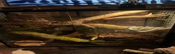 Rat Snake reptiles for sale: Rhinoceros RatSnake - Rare Beauty - Advert 7