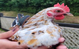 Chickens poultry for sale: Serema Chickens - Image 2