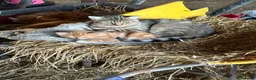 Mixed Breed cats for sale: Farm kittens looking for homes  - Advert 3