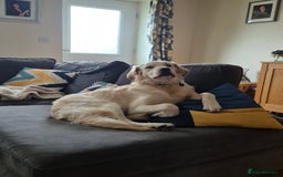 Golden Retriever dogs for sale: Golden retriever 10 months old - Advert 1