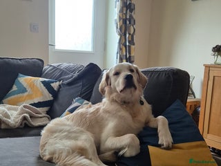 Golden Retriever dogs Golden retriever 10 months old - Advert 9