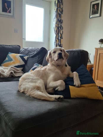 Golden Retriever dogs Golden retriever 10 months old - Advert 1