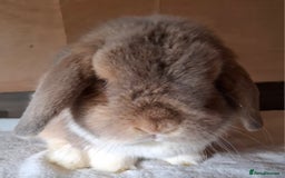 Mini Lop rabbits for sale: 2 x adult mini lop bucks - Image 11