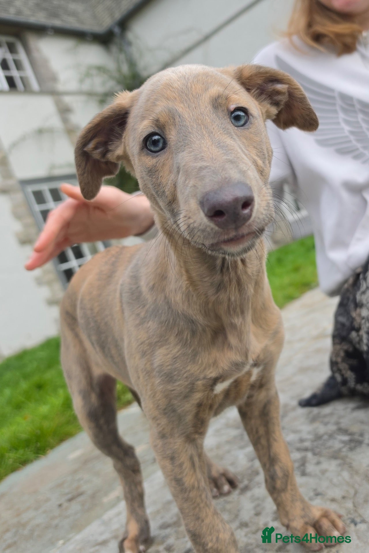 Lurcher dogs for sale: Lovely Lurcher Puppies - Advert 2