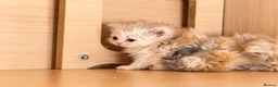 Selkirk Rex cats for sale: Beautiful litter of longhair Selkirk Rex kittens - Advert 11