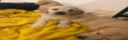Golden Retriever dogs for sale: Stunning Golden retriever puppy’s - Advert 2