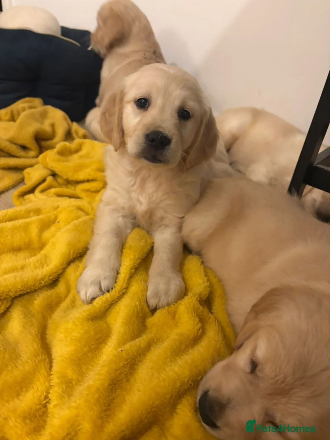 Golden Retriever dogs for sale: Stunning Golden retriever puppy’s - Advert 2
