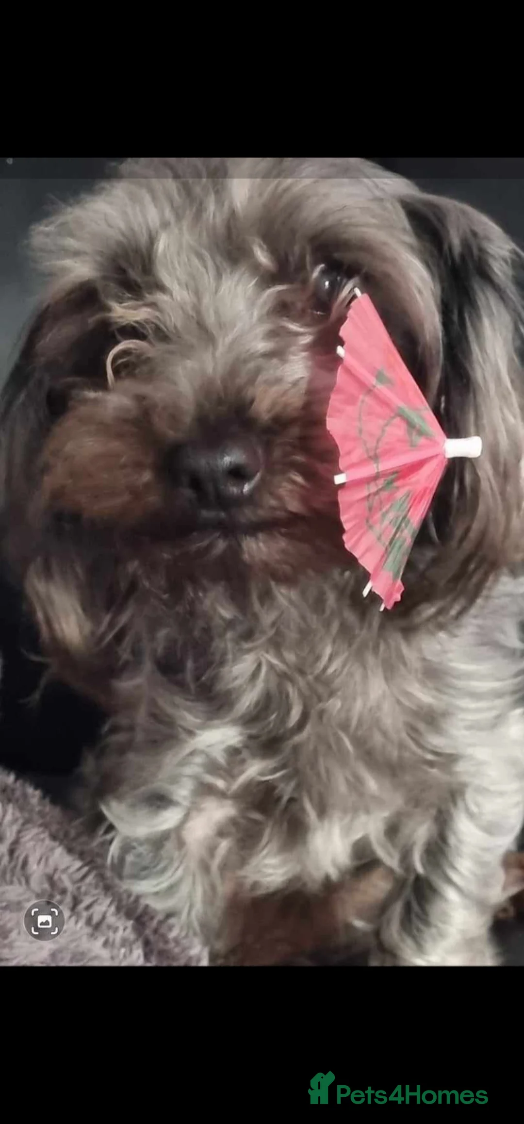 Mixed Breed dogs for sale:  **  Toy yorkipoo  - Advert 3