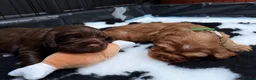 Cocker Spaniel dogs for sale: Stunning KC/Health tested working cocker spaniels - Advert 12