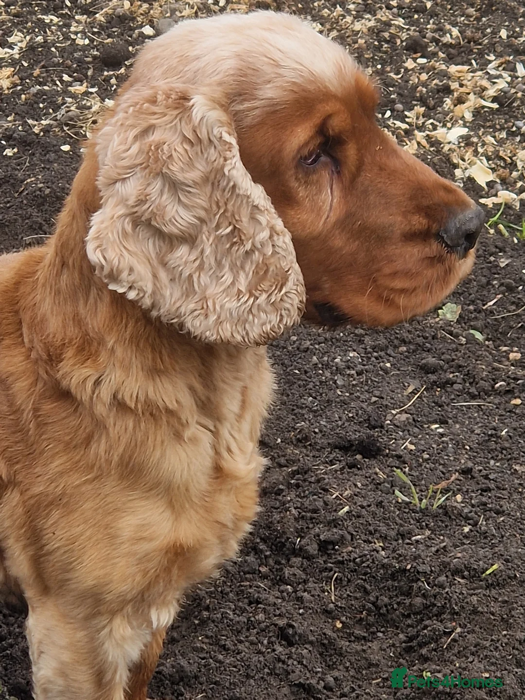 Cocker Spaniel dogs for stud: Golden Show Type Cocker for Stud in Shildon - Advert 2