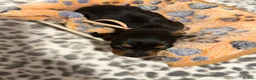 Miniature Dachshund dogs for sale: 🩷Beautiful Miniature Dachshund Girls🩷 in Thetford - Advert 4