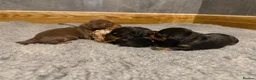 Miniature Dachshund dogs for sale: Beautiful KC Registered Miniature Dachshunds - Advert 5