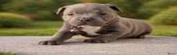 Staffordshire Bull Terrier dogs for stud: SOLID BLUE MALES AVAILABLE FOR STUD  - Advert 7